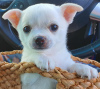 Photo №3. Adorables chiots Chihuahua en adoption gratuite. Allemagne