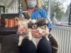 Photo №1. shih tzu - à vendre en ville de Гамбург | Gratuit | Annonce №12274