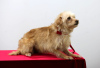 Photo №2 de l'annonce № 32304 de la vente chien bâtard - acheter à Fédération de Russie annonce privée