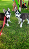 Photo №4. Je vais vendre malamute de l'alaska en ville de Iowa City. annonce privée - prix - 379€