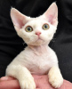 Photo №2 de l'annonce № 88500 de la vente devon rex - acheter à L'Autriche annonce privée