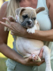 Photos supplémentaires: Chiots à vendre Chiots bouledogues français très mignons