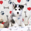 Photo №3. Chiots Husky. USA