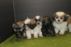 Photo №1. shih tzu - à vendre en ville de Helsinki | négocié | Annonce №108675