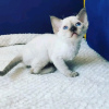 Photo №3. Chatons Devon Rex à vendre Business Whatsapp ; 37256062792. La finlande