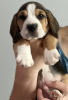 Photo №4. Je vais vendre beagle en ville de Chicago. éleveur - prix - 379€