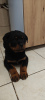 Photo №3. Chiots rottweilers. Pologne