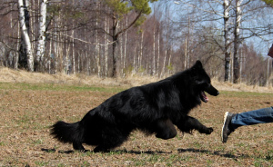 Photos supplémentaires: D / W chiots de couleur noire et noire