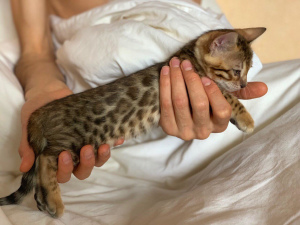 Photos supplémentaires: Les chatons du Bengale attendent leurs parents, les plus dignes et les plus