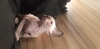 Photos supplémentaires: Чистокровные котята канадского сфинкса от Гранд Интерчемпиона.