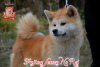 Photo №2 de l'annonce № 73346 de la vente akita (chien) - acheter à Ukraine éleveur
