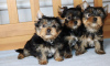 Photo №1. yorkshire terrier - à vendre en ville de Dragsvik | Gratuit | Annonce №119300