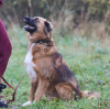 Photos supplémentaires: Le chiot affectueux, doux et curieux Ciri est à la recherche d'un foyer.