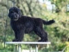 Photos supplémentaires: Vente de chiots Terrier noir russe.