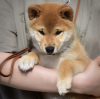 Photo №1. shiba - à vendre en ville de Гальштат | négocié | Annonce №121595