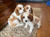 Photo №1. cavalier king charles spaniel - à vendre en ville de Auckland | 500€ | Annonce №57006