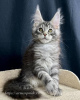 Photo №4. Je vais vendre maine coon en ville de Калифорния Сити. annonce privée - prix - négocié