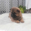 Photo №1. chow-chow - à vendre en ville de Jagodina | négocié | Annonce №91218