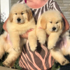 Photo №1. golden retriever - à vendre en ville de Uppsala | 400€ | Annonce №98604