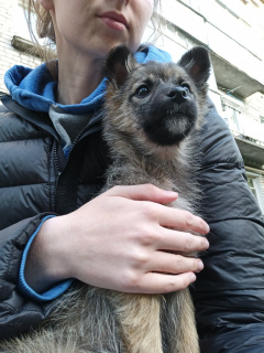 Photo №2 de l'annonce № 6700 de la vente chien bâtard - acheter à Fédération de Russie annonce privée