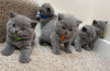 Photo №1. british shorthair - à vendre en ville de Hannover | 400€ | Annonce № 41482