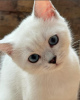 Photo №3. Garçon british shorthair aux yeux bleus. Serbie