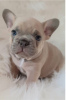 Photo №4. Je vais vendre bouledogue en ville de Munich.  - prix - 400€