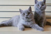 Photo №4. Je vais vendre british shorthair en ville de Ljubljana. annonce privée, de la fourrière, de l'abri, éleveur - prix - 250€