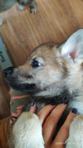 Photo №2 de l'annonce № 4056 de la vente chien-loup tchécoslovaque - acheter à Fédération de Russie éleveur
