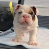Photo №2 de l'annonce № 73286 de la vente bulldog anglais - acheter à USA 