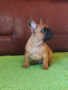 Photo №1. bouledogue - à vendre en ville de Smederevo | négocié | Annonce №84735