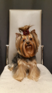 Photo №3. Chiots Yorkshire Terrier. Fédération de Russie