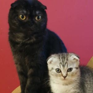 Photo №1. scottish fold - à vendre en ville de Minsk | 27€ | Annonce № 1685