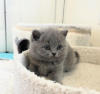 Photo №1. british shorthair - à vendre en ville de New York Mills | 246€ | Annonce № 118021