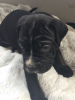 Photo №1. cane corso - à vendre en ville de Helsinki | 300€ | Annonce №75648