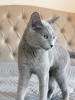 Photos supplémentaires: chat bleu russe