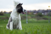 Photos supplémentaires: Chiots Akita américains