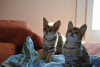 Photos supplémentaires: chatons caracat et savane