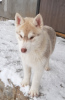 Photo №4. Je vais vendre husky de sibérie en ville de Poltava. annonce privée - prix - 131€