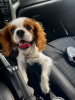 Photo №1. cavalier king charles spaniel - à vendre en ville de Voronezh | 185€ | Annonce №67287