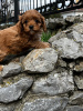 Photos supplémentaires: Chiots Cavapoo à vendre