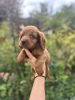 Photos supplémentaires: Chiots Cockapoo à vendre