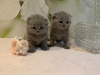 Photo №1. scottish fold - à vendre en ville de Rüdersdorf | 350€ | Annonce № 118353