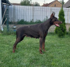 Photos supplémentaires: Chiots Dobermann