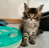 Photo №3. De mignons et adorables chatons Maine coon en bonne santé sont maintenant. Suisse