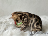 Photos supplémentaires: Wunderschöner Bengal-Junge et -Mädchen