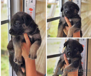 Photo №2 de l'annonce № 7276 de la vente chien bâtard - acheter à Fédération de Russie annonce privée