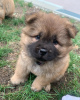 Photo №1. chow-chow - à vendre en ville de Helsinki | négocié | Annonce №70020