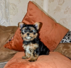 Photo №1. yorkshire terrier - à vendre en ville de Alytus | 400€ | Annonce №127590