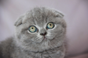 Photo №1. scottish fold - à vendre en ville de Saint-Pétersbourg | Négocié | Annonce № 2776